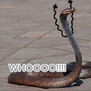 Meet your Posher, Carly